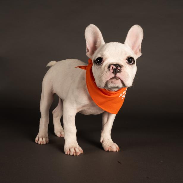 Meet All the Players from Puppy Bowl XVIII Watch Highlights From Puppy Bowl Discovery
